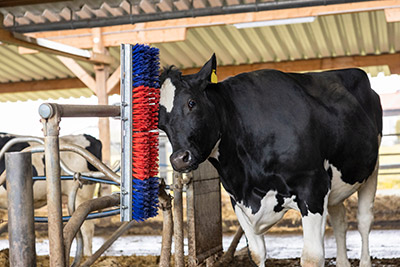 Bully Brush